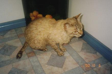 [DAX gets a bath]